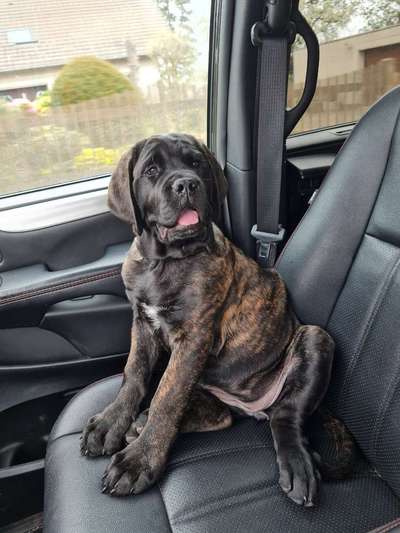 Noch mehr Old English Mastiffs hier?-Beitrag-Bild