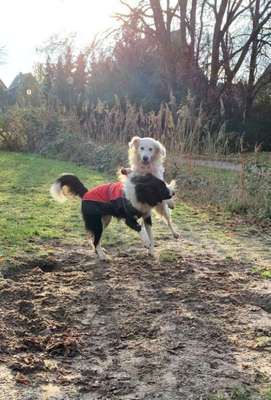 Hundetreffen-Hunde freilauf lemwerder-Bild