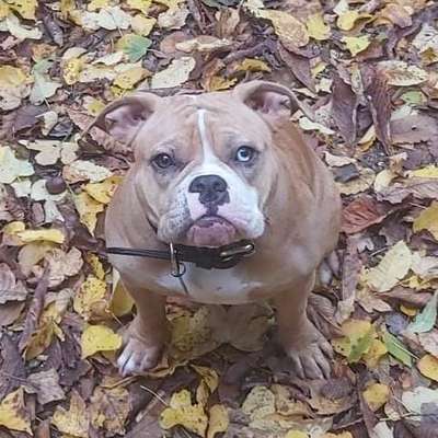 Hundetreffen-Spielgefährten-Bild