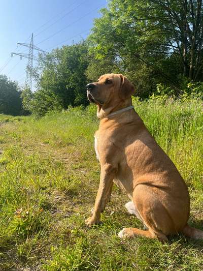 Wo sind denn hier die Broholmer?-Beitrag-Bild