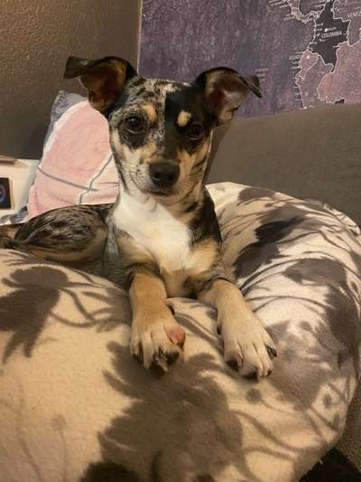 Wo sind die Jack und Parson Russell Terrier?-Beitrag-Bild