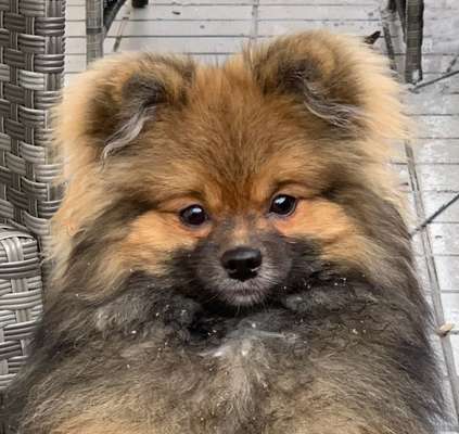 Fotochallange Nr. 57     PORTRÄT.   Beendet!!!!!!!!-Beitrag-Bild