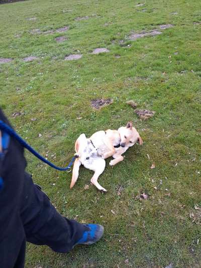 Fotochallenge No. 26                                     Wald und Wiese-Beitrag-Bild