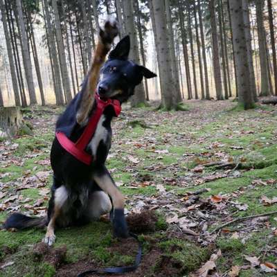 Hundetreffen-Canicross-Treffen-Bild