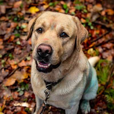 Hundetreffen-Spielen und Gassi gehen-Bild