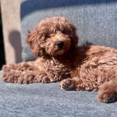 aktuelles Foto Gruppe Pudel