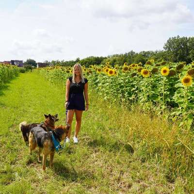 Hundetreffen-Sozialwalk am 14.12 um 14:30 Uhr-Bild