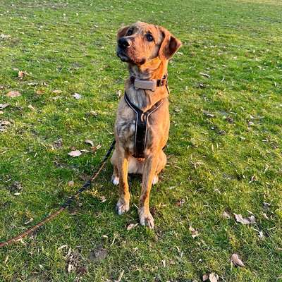 Hundetreffen-Trainingspartner gesucht-Bild