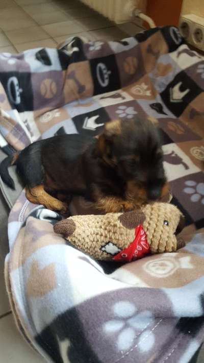 Welpen Bilder !-Beitrag-Bild