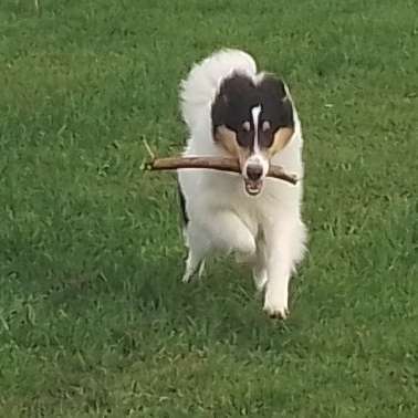 Hundetreffen-Sparzieren gehen-Profilbild