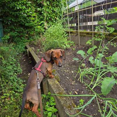 Hundetreffen-Wir suchen einen Spazier- und Spielgefährten-Bild