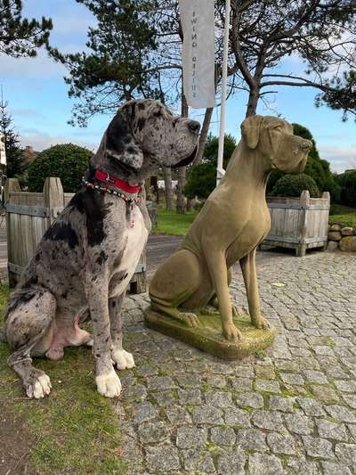 Dogorama Photo Challenge - Dein Hund mit Statuen/Figuren-Beitrag-Bild