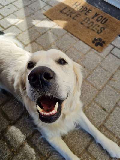 Wo sind die Golden Retriever Liebhaber?-Beitrag-Bild