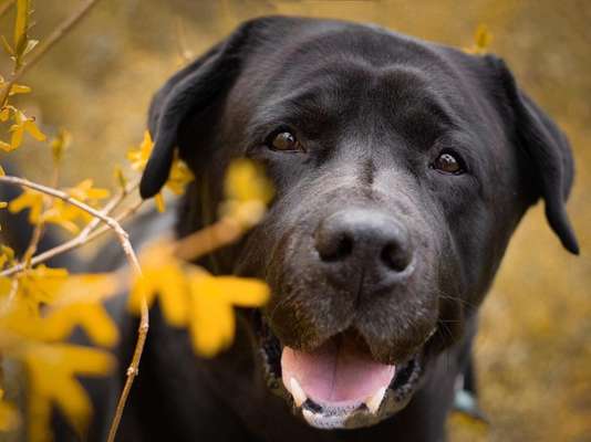 Labradorfans-Beitrag-Bild