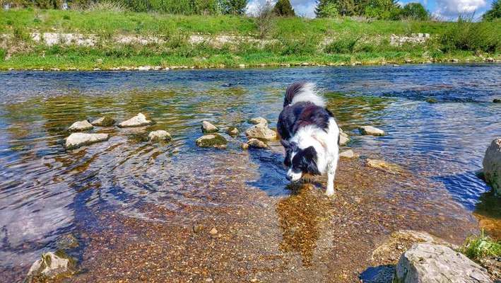 Dogorama-Monats-Challenge-Mai "Wasser"-Beitrag-Bild
