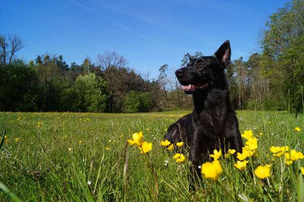 Holländische Schäferhunde-Beitrag-Bild