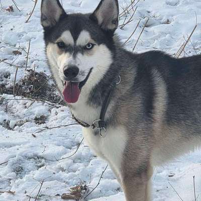 Hundetreffen-Gassi oder spieltreffen gesuch-Bild