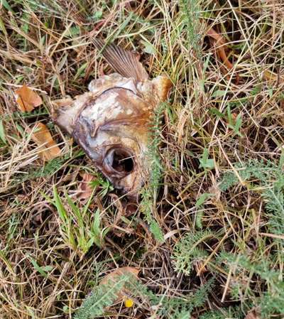 Giftköder-Gefahr durch Fisch und Rasierklinge-Bild