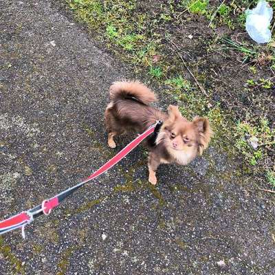 Hundetreffen-Treffen zum Gassi gehen-Bild