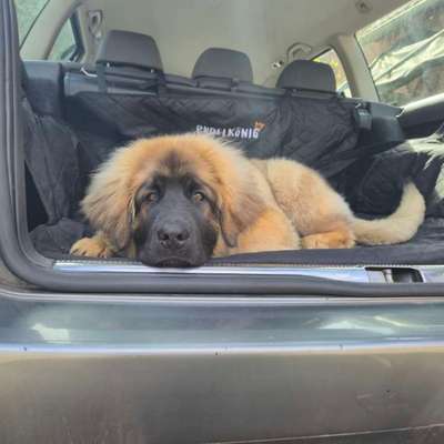 Hundetreffen-Spieltreffen, Gassi oder Traning-Bild