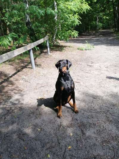 Wo sind die Dobis?-Beitrag-Bild