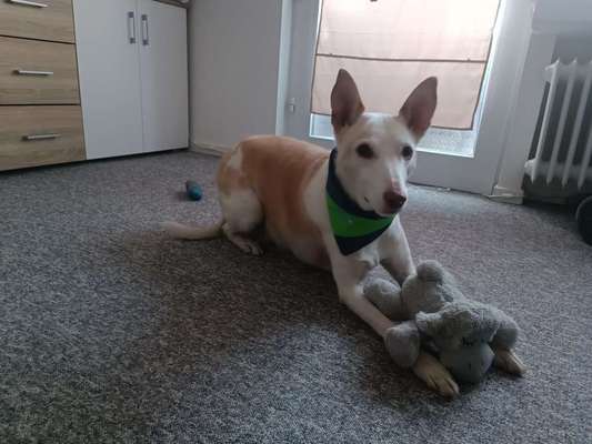 Podengo português (-Mischlinge) Gibt es noch mehr dieser schönen Rasse hier?-Beitrag-Bild