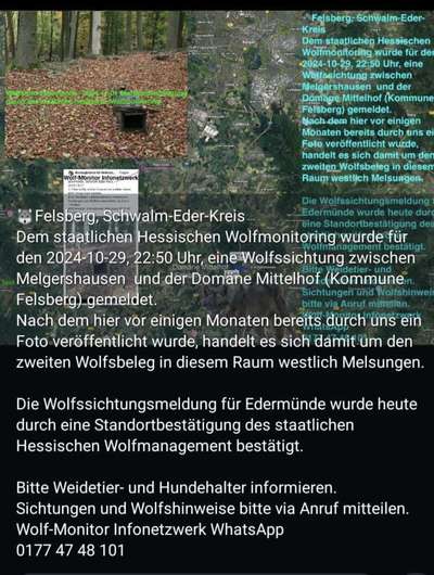 Giftköder-Wolfssichtung-Bild