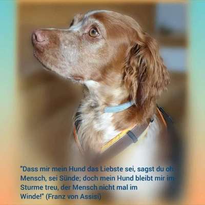 Ist Treibjagd noch zeitgemäß und mit "Hundeliebe" vereinbar?-Beitrag-Bild