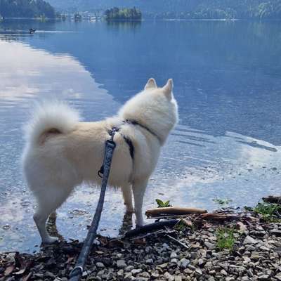 Hundetreffen-Social Walk und Playdates mit Training-Bild