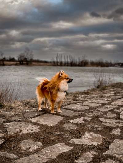 Pomeranian-Beitrag-Bild