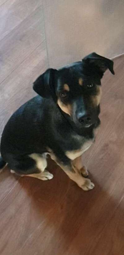 Auslandstierschutz-Beitrag-Bild