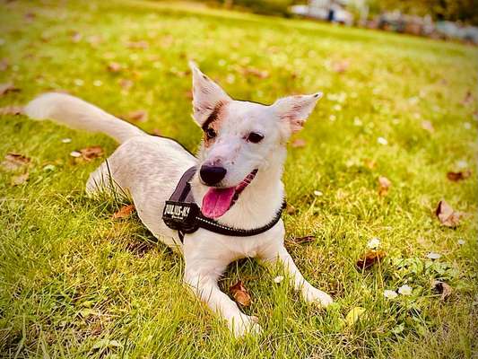 Wo sind die Jack und Parson Russell Terrier?-Beitrag-Bild