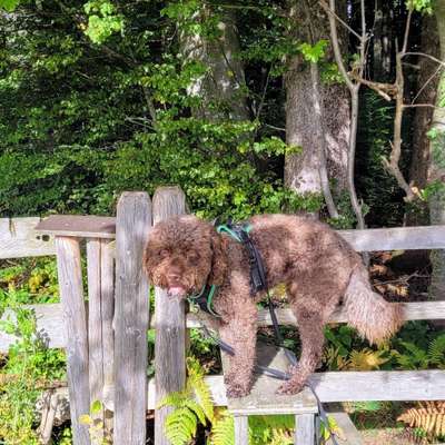 Hundetreffen-Spaziergang