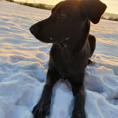 Hundetreffen-Junghund sucht soziale Kontakte-Bild