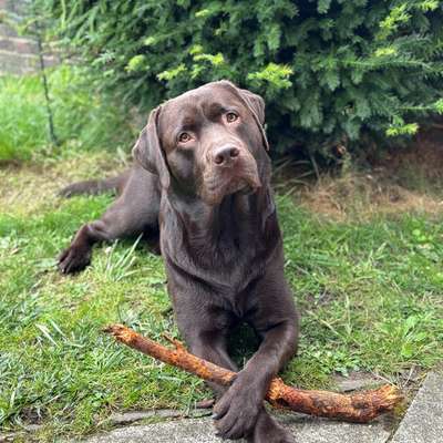 Hundetreffen-Spiel- und Gassifreunde gesucht!-Bild