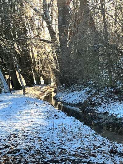 Hundeauslaufgebiet-Hundisburger Schlosspark-Bild