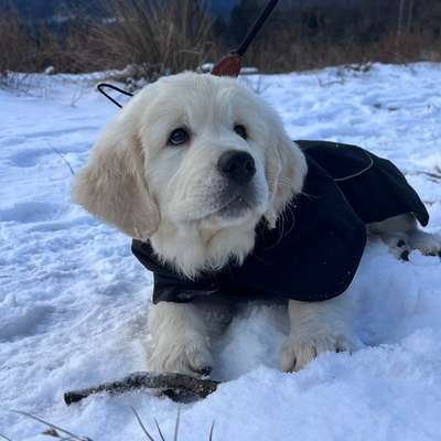 Hundetreffen-Welpentreffen - FFM Innenstadt-Bild