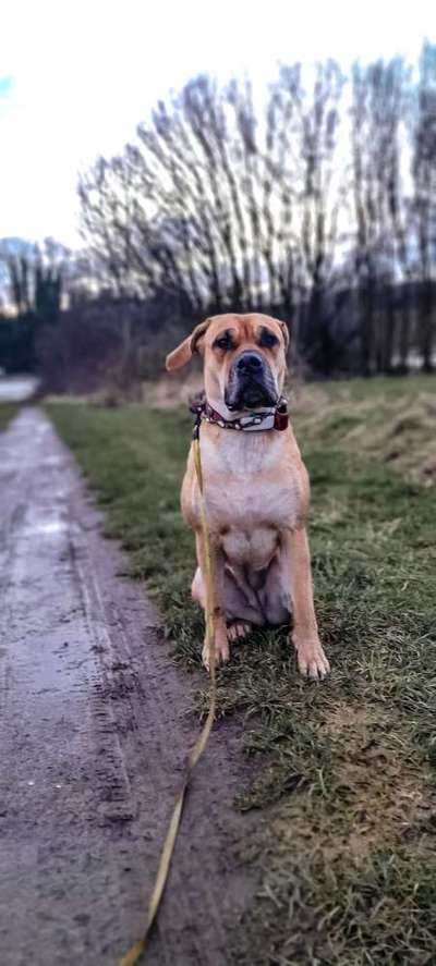 Presa Canario-Beitrag-Bild