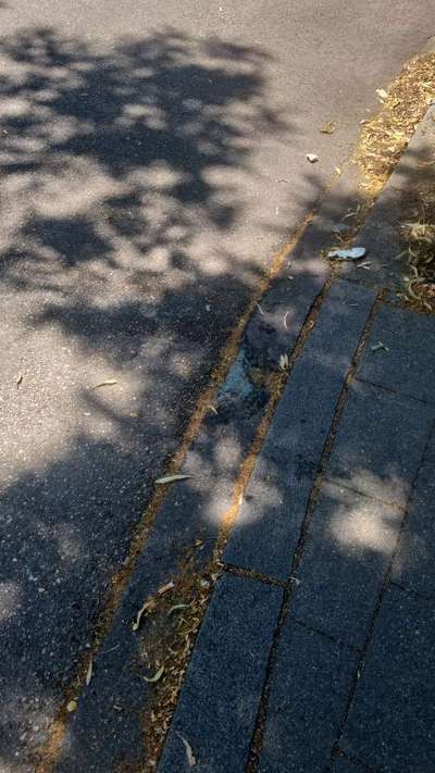 Giftköder-Frostschutzmittel?-Bild