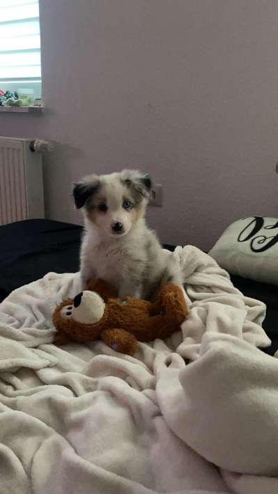 Welpenfotos-Beitrag-Bild