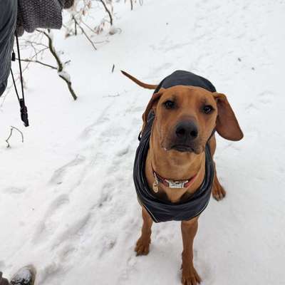 Hundetreffen-Hundetreffen Toben Gassi-Bild