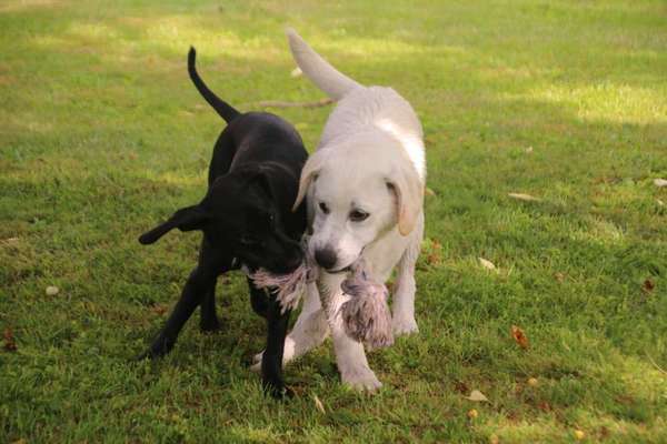 Die Dogorama Wochen Challenge "Friends will be Friends"-Beitrag-Bild