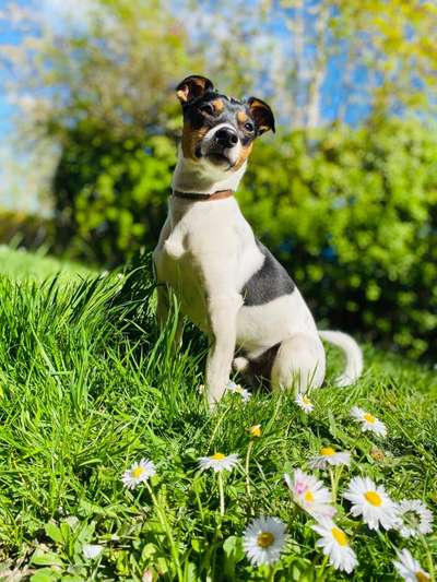 Jack Russell Terrier-Beitrag-Bild