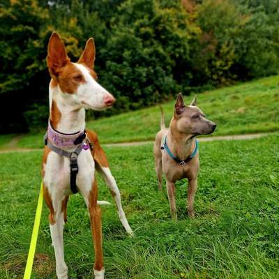 Hundetreffen-Windhunde - Gassi Runde-Bild