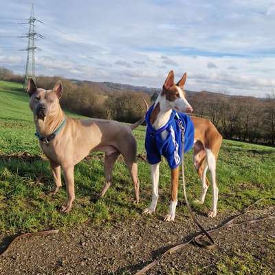 Podenco/Mischlinge hier? :-)-Beitrag-Bild