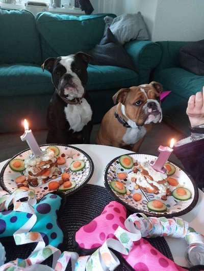 Olde English Bulldogge-Beitrag-Bild