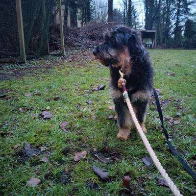 Hundetreffen-Social Walk im kleinen Kreis für unsichere Hündin-Bild