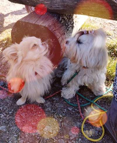 TierschutzhundeStammtisch🐕-Beitrag-Bild
