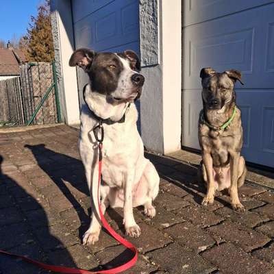 Hundetreffen-Gemeinsame Walks-Bild