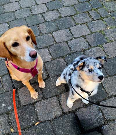 Hundetreffen-Welpentreffen in Wassenberg-Bild